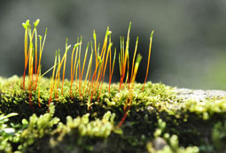 Biologie Studium - Studiere die Natur und ihre Lebewesen